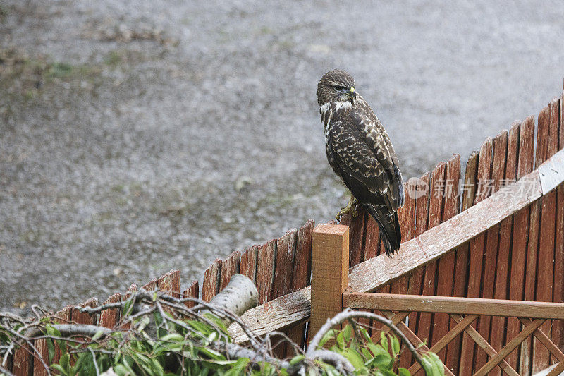 常见的秃鹰(Buteo Buteo)